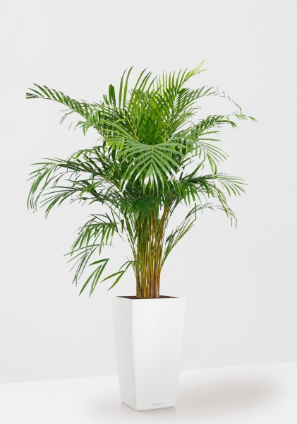 Хризалидокарпус Арека 24/160 см в CUBICO COLOR 30