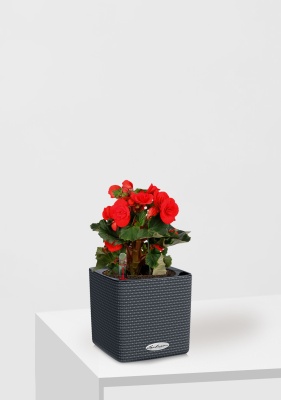 Бегония микс 14/30 см в CUBE COLOR 16