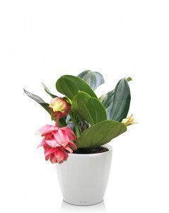  Мединилла Classico LS 21/60 см Белый блестящий