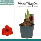 Гиппеаструм Royal Red Op Flora Magica 2 ствола d14 см h25 см тип 1
