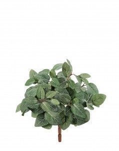 Тини Фиттония Сноу