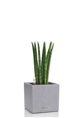 Сансевиерия Цилиндрика в CANTO STONE 14, серый камень Сансевиерия Цилиндрика в CANTO STONE 14, серый камень