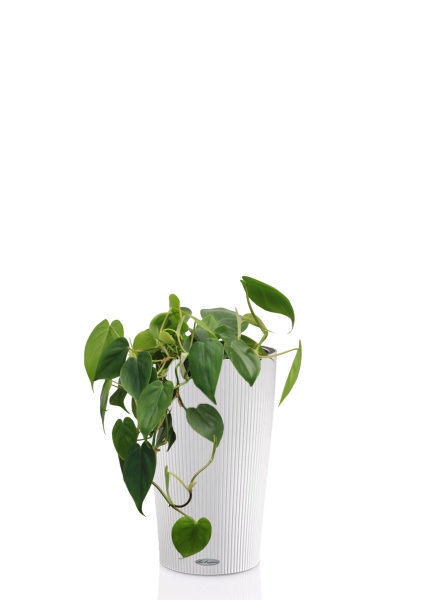 Филодендрон Сканденс 17/30 см в CILINDRO Color 23