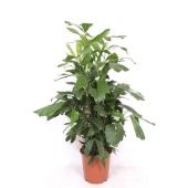 Кариота Митис d24 см h140 см тип 2 Кариота Митис d24 см h140 см тип 2