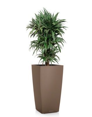 Драцена Варнески бранч 35/150 см в CUBICO COLOR 40, мускатный