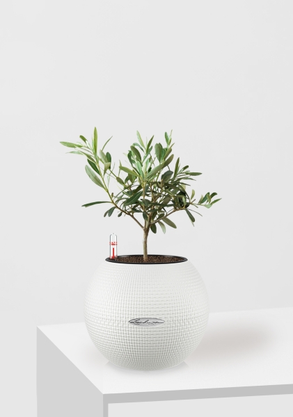 Олива 12/30 см в PURO 20