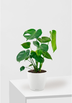 Монстера Делициоза 17/60 см в CLASSICO COLOR 21, белый