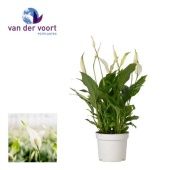 Спатифиллум Беллини 8+ цветов d13 см h40 см тип 2