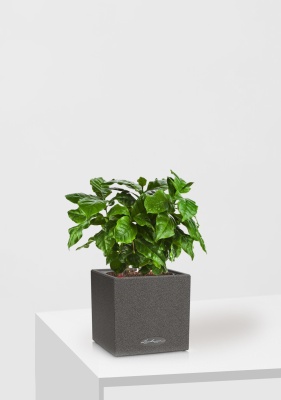 Кофе 12/30 см в CANTO STONE 14