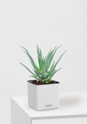 Алоэ 12/30 см в CUBE COLOR 14, белый