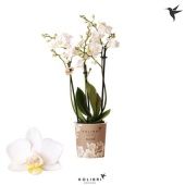 Фаленопсис 3 ствола Samoa 40+ d9 см h40 см