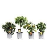 Цитрус микс d15 см h40 см Цитрус микс d15 см h40 см