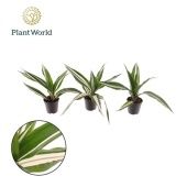 Драцена Вайт Страйп розетка d7 см h20 см