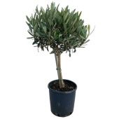 Олива европейская d19 см h65 см