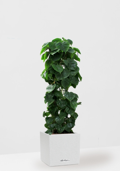 Филодендрон Сканденс на решетке 24/120 см в CANTO STONE LOW 30 Филодендрон Сканденс на решетке 24/120 см в CANTO STONE LOW 30