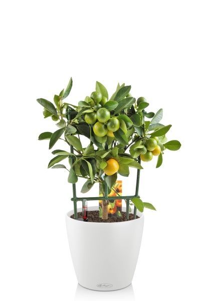 Цитрус Каламондин на решетке 15/45 см в CLASSICO COLOR 21