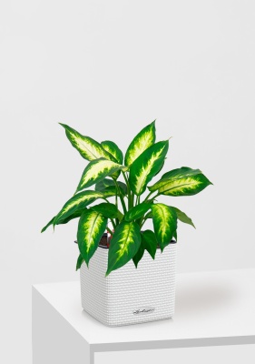 Диффенбахия Камилла 12/40 см в CUBE COLOR 14, белый Диффенбахия Камилла 12/40 см в CUBE COLOR 14, белый