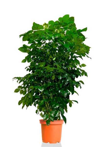 Радермахера Hainanensis d30 см h130 см