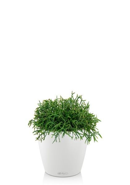 Рипсалис подвесной 17/30 см в CLASSICO 18 Рипсалис подвесной 17/30 см в CLASSICO 18