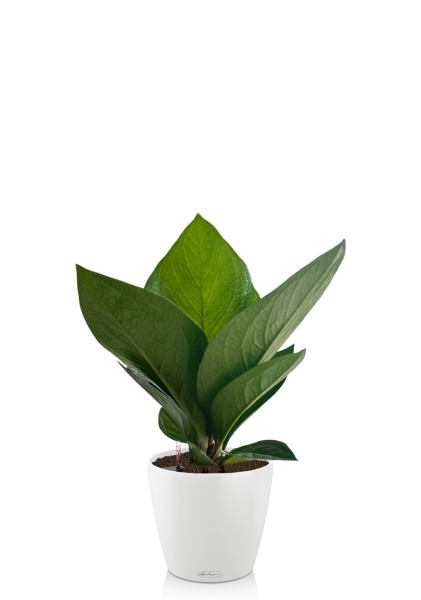 Антуриум Кобра 12 см в CLASSICO COLOR 18 Антуриум Кобра 12 см в CLASSICO COLOR 18