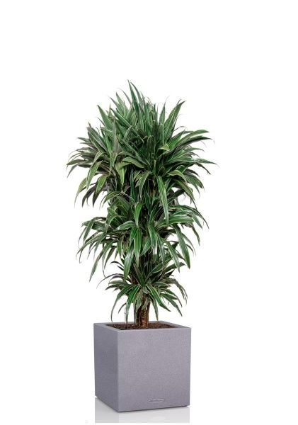 Драцена Варнески бранч 35/150 см в CANTO STONE LOW 40