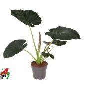 Алоказия Регал Шилдс "Regal Shields" 24/100 см