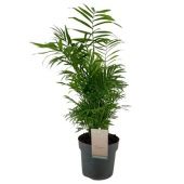 Хамедорея Элеганс d17 см h65 см