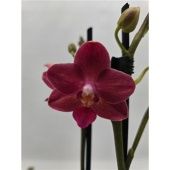 Фаленопсис 2 ствола Limited 23- 16+(phalaenova) d12 см h65 см