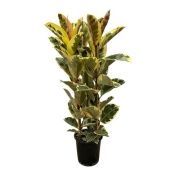 Фикус Эластика Тинеке 3 ствола d30 см h180 см