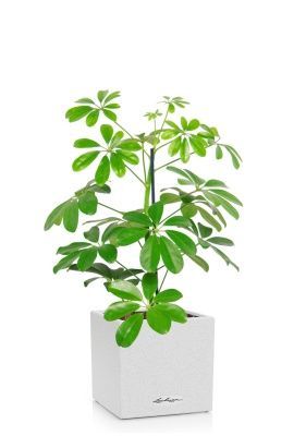 Шеффлера Нора 12/40 см в CANTO STONE 14, песочный белый