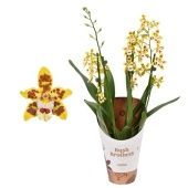 Орхидея Камбрия 3 ствола d12 см h55 см тип 2 Орхидея Камбрия 3 ствола d12 см h55 см тип 2