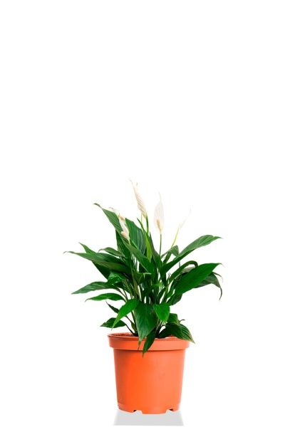 Спатифиллум Вариегатный 17/60 см Спатифиллум Вариегатный 17/60 см