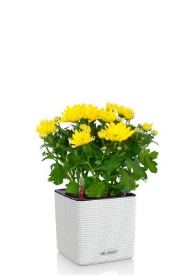 Хризантема микс 12/30 см в CUBE COLOR 14, белый