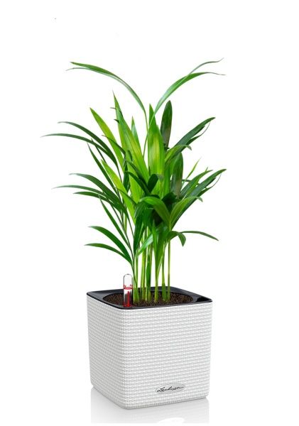 Хризалидокарпус в CUBE COLOR 14 Хризалидокарпус в CUBE COLOR 14