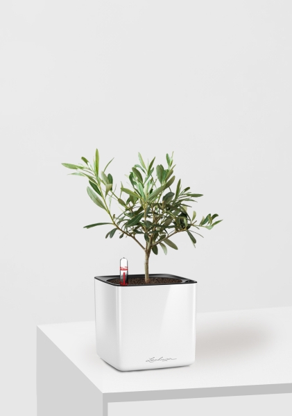 Олива 12/30 см в CUBE GLOSSY 14 Олива 12/30 см в CUBE GLOSSY 14