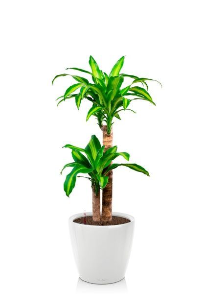 Драцена Массанжеана 2 ствола 19/100 см в CLASSICO LS 28