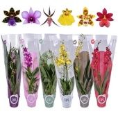 Орхидея микс d12 см h55 см тип 3 Орхидея микс d12 см h55 см тип 3