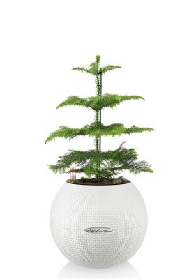 Араукария 1 ствол 10/30 см в PURO 20, белый