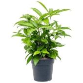 Драцена Суркулоза d17 см h40 см