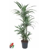 Драцена Варнески 4 ствола d27 см h140 см