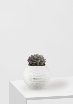 Эхеверия микс 10 см в PURO 20 Эхеверия микс 10 см в PURO 20