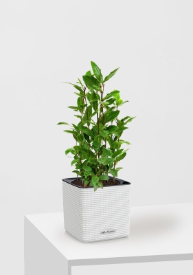 Лавр куст 15/35 см в CUBE COLOR 16