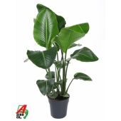 Стрелиция Николай d24 см h100 см тип 2 Стрелиция Николай d24 см h100 см тип 2