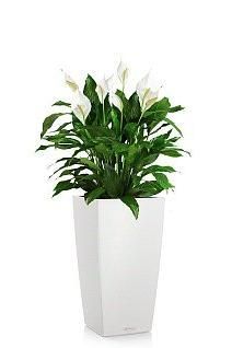 Спатифиллум CUBICO 30/110 см, белый