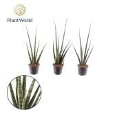 Сансевиерия Digitorum d8.5 см h40 см