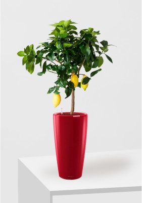 Цитрус Лимон 21/80 см в RONDO 32, ярко-красный блестящий
