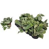 Сциндапсус Сильвер Энн d8.5 см h15 см