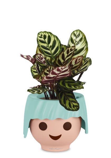 Калатея Макояна в OjO Калатея Макояна в OjO