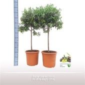 Олива европейская With Fruit d30 см h120 см Олива европейская With Fruit d30 см h120 см