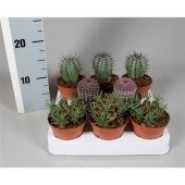 Кактус микс d8.5 см h5 см тип 4